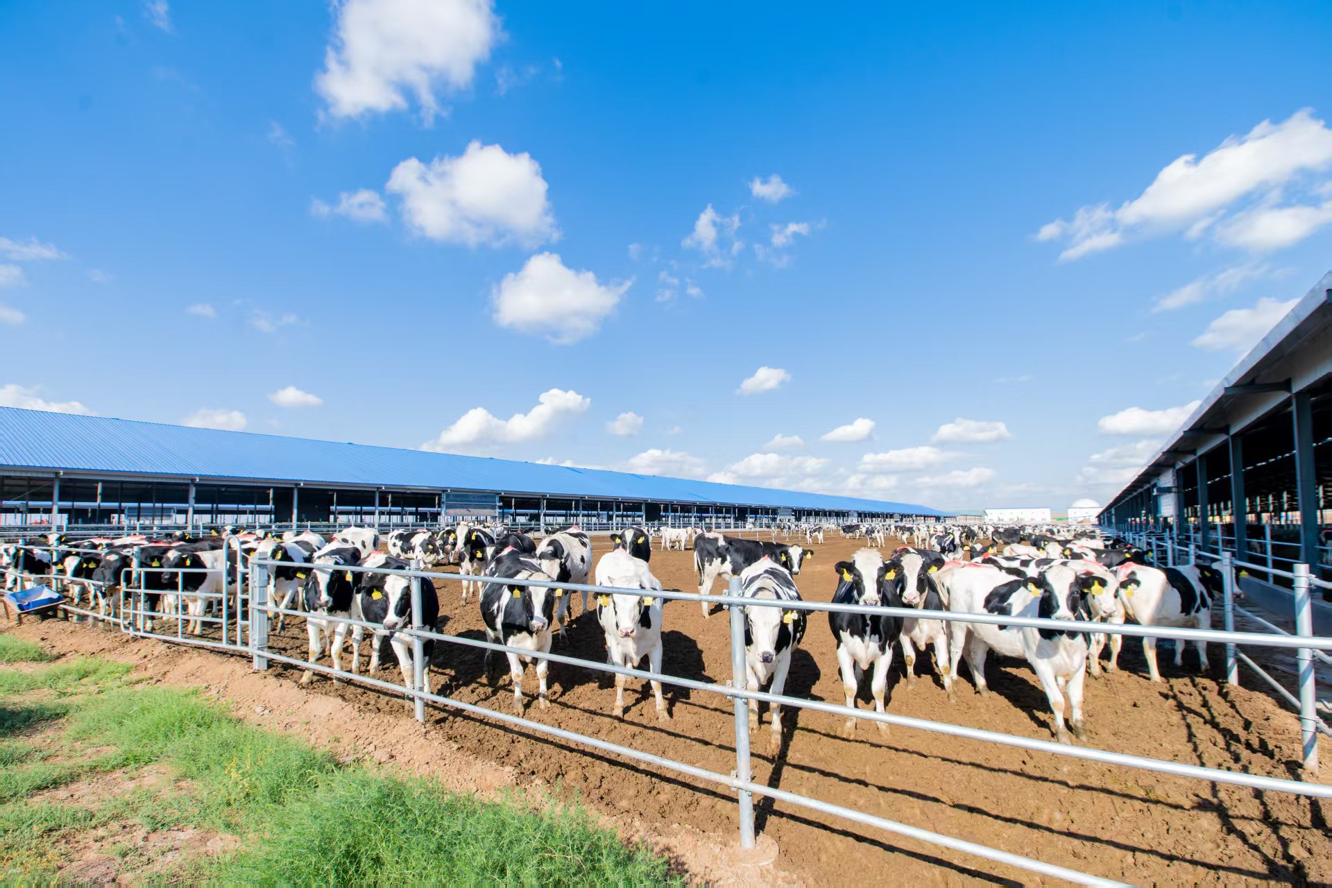 重慶日報(bào)：中墾牧乳業(yè)傳承百年匠心彰顯國企擔(dān)當(dāng)